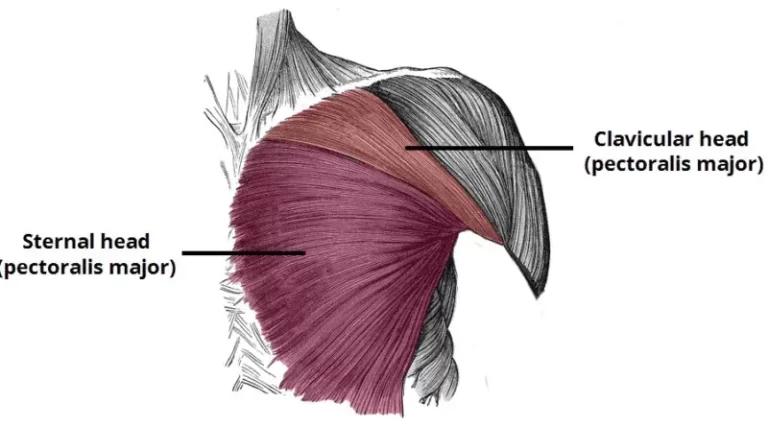 Pectoralis major muscle