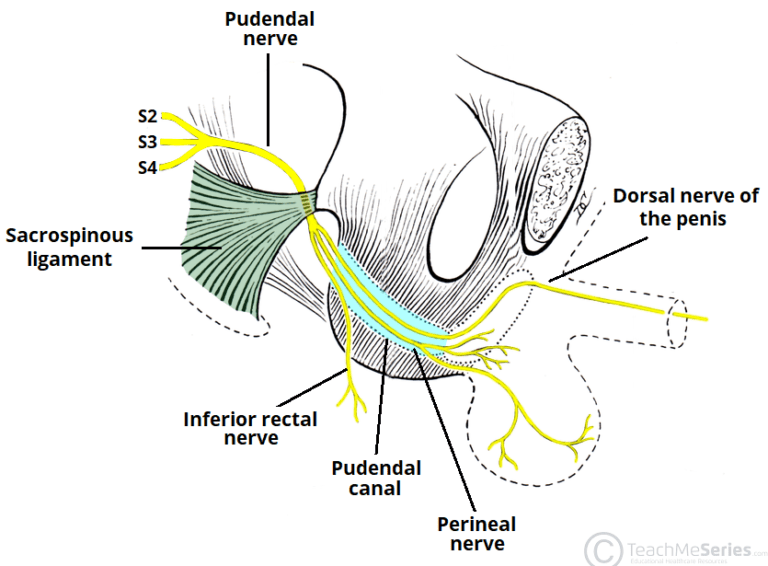 pudendal-nerve-entrapment-syndromes-physiotherapy-treatment-exercise