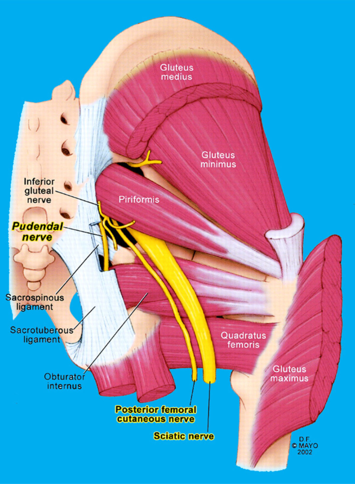 Pudendal Neuralgia Treatment, Pudendal Nerve Pain Relief