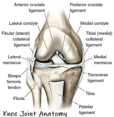 Knee Joint Anatomy