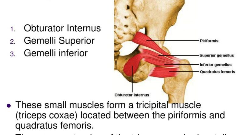 Triceps Coxae Muscles Anatomy Function Samarpan Physiotherapy Clinic 0387