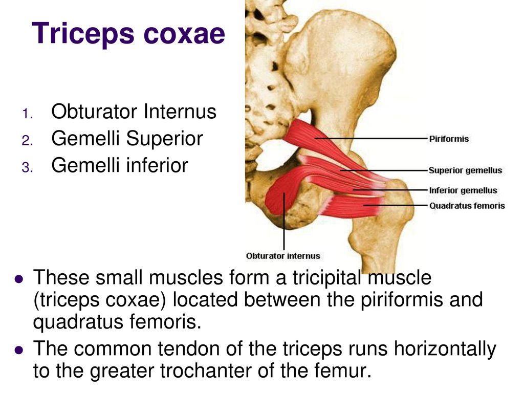 Triceps coxae muscles: Anatomy, Function Samarpan Physiotherapy clinic