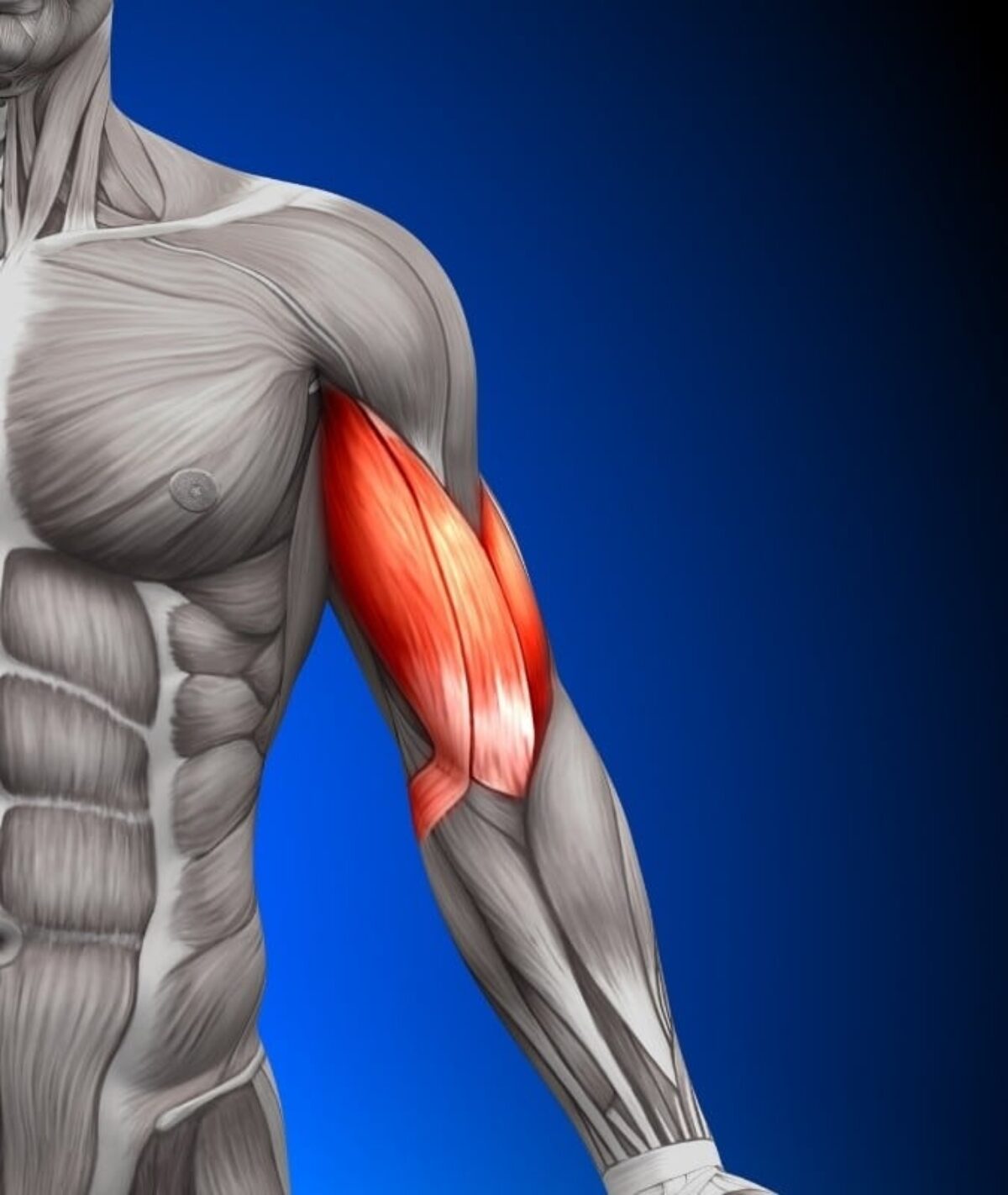 Biceps Anatomy 3d Model Ad Bicepsanatomymodel In 2020