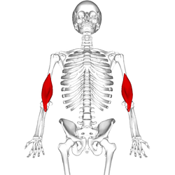 Brachialis muscle pain