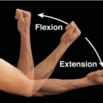 elbow flexion and extension