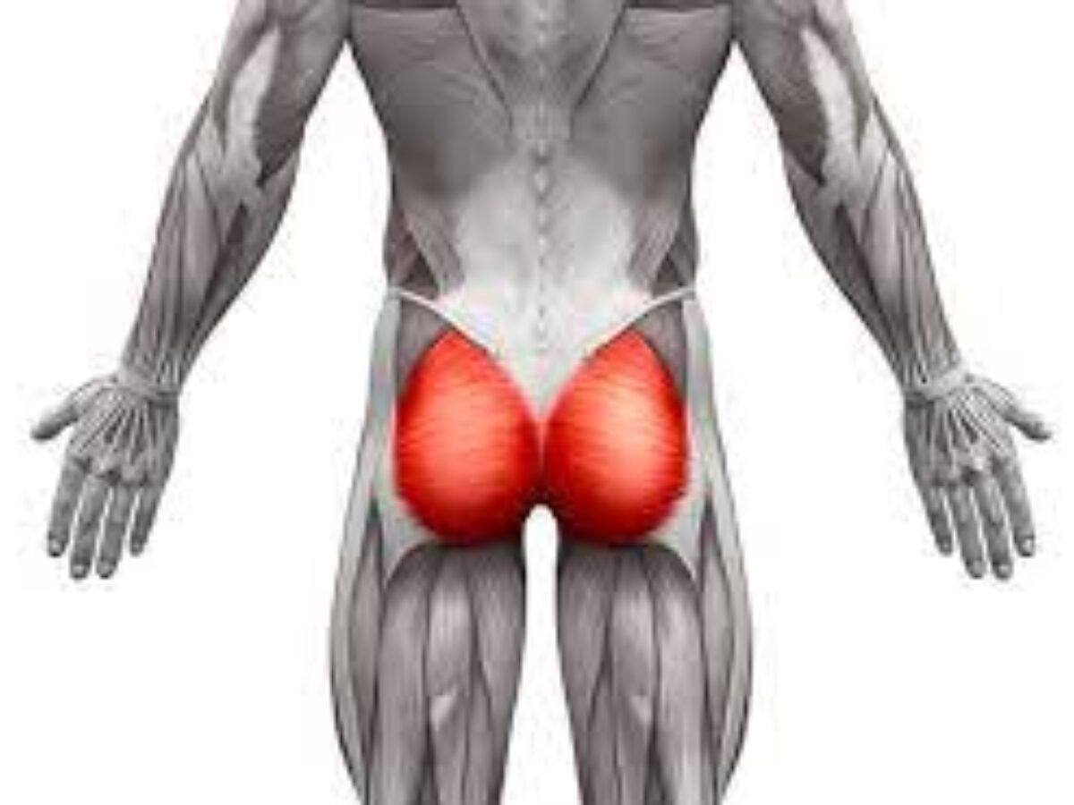 Gluteal muscles - Origin, Insertion, Function, Exercise