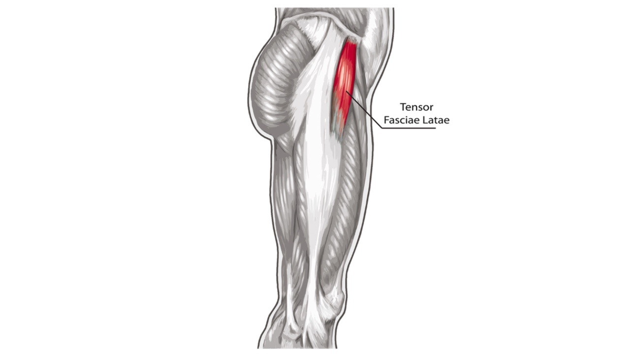 Tensor Fascia Latae muscle pain: Cause, symptoms, Treatment, Exercise