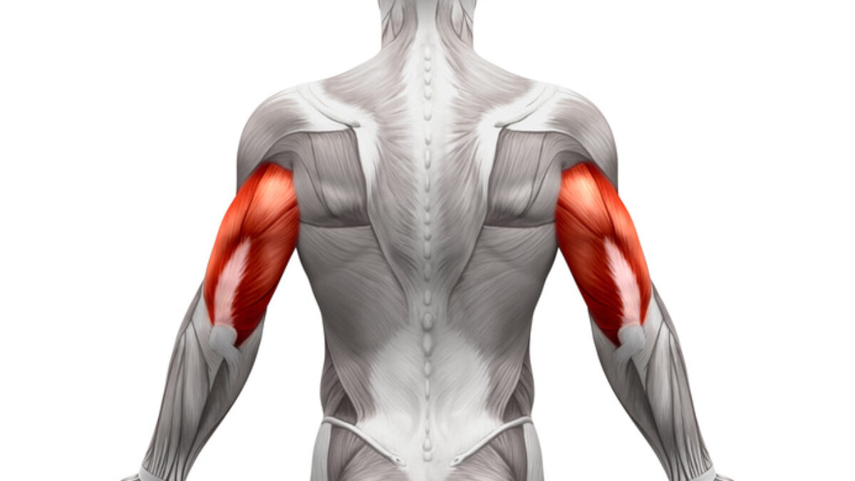 Triceps pain: Cause, symptoms, Diagnosis, Treatment, Exercise - Mobile P