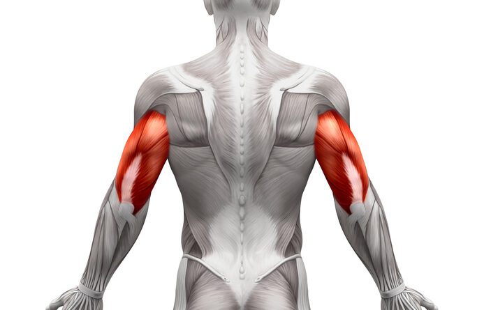 Triceps Anatomy, Origin Function Body Maps | atelier-yuwa.ciao.jp