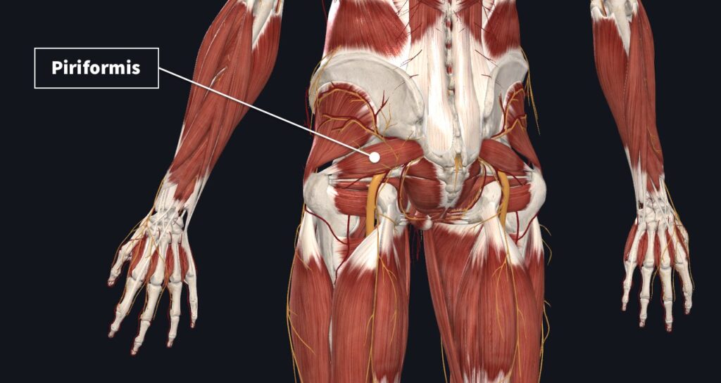 anatomy of the Piriformis muscle