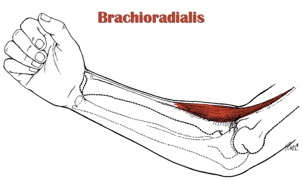 brachioradialis muscle pain