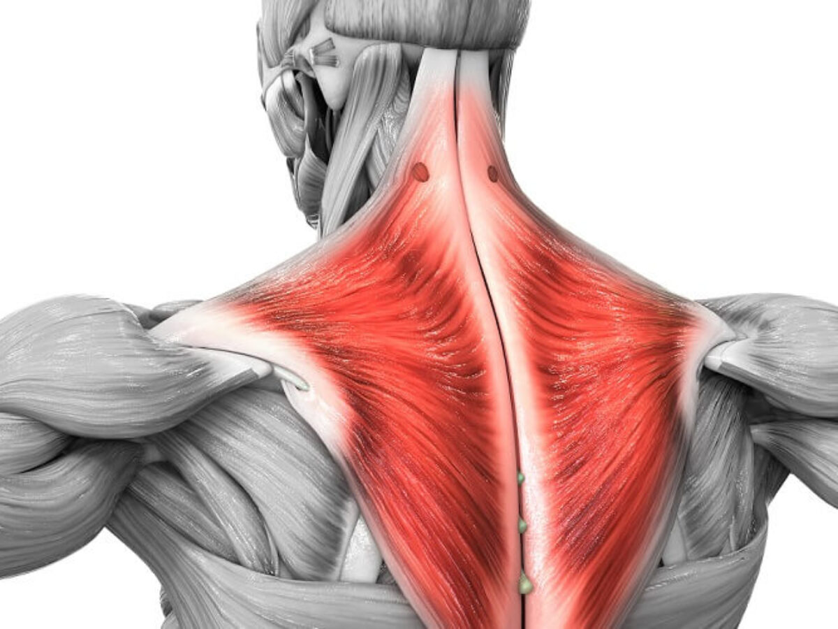 Stretch of the Week: Trapezius Release Self-Massage - Athletico
