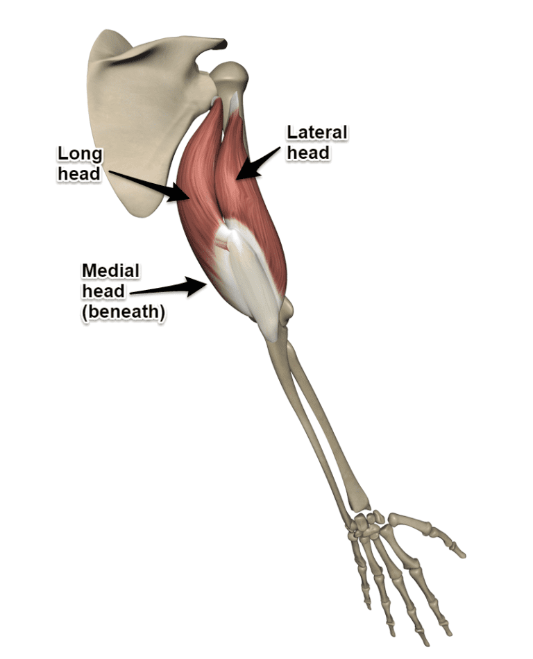 Triceps pain: Cause, symptoms, Diagnosis, Treatment, Exercise - Mobile P