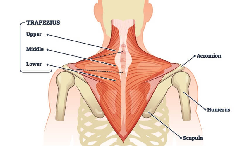Trapezius muscle ANATOMY