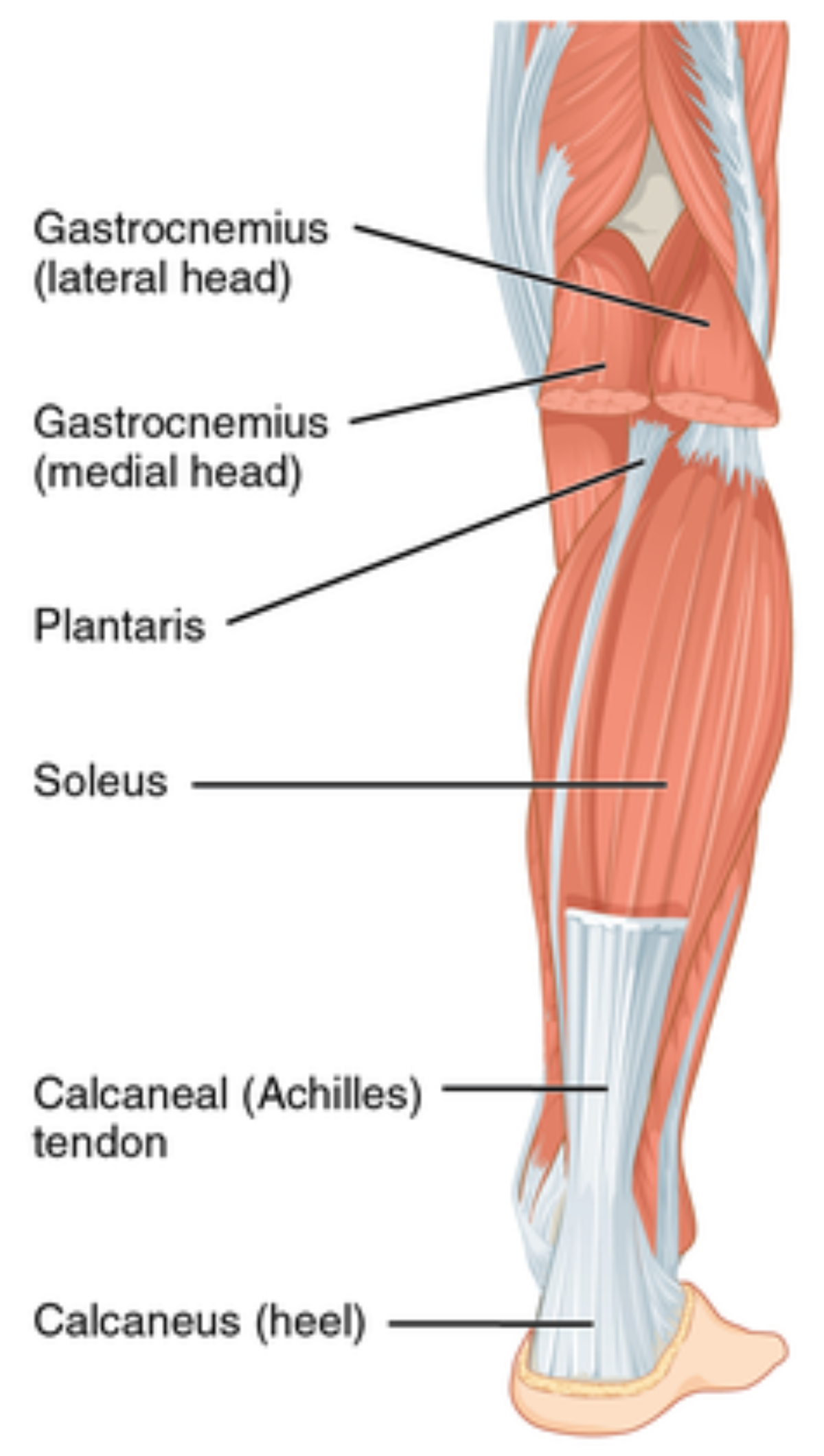 Large gastrocnemius muscle hot sale