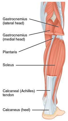 Posterior leg muscles