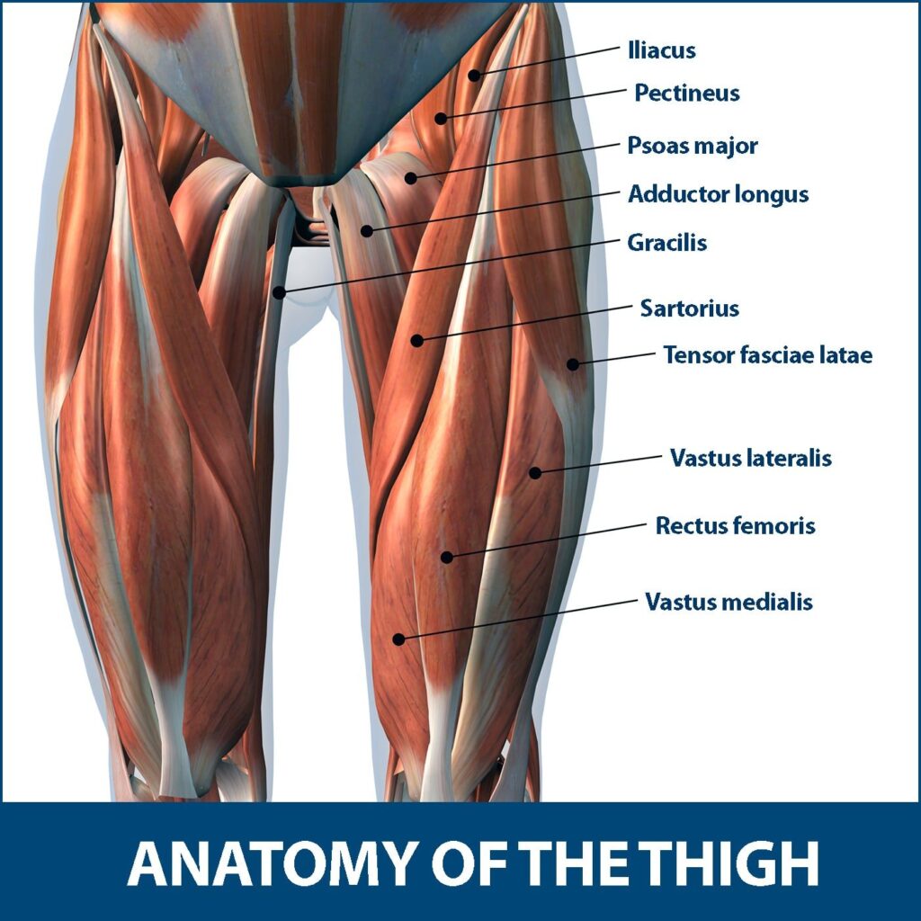 thigh-muscle-strain-cause-symptoms-treatment-exercise