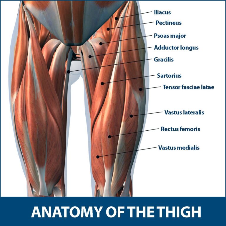 Thigh Muscle Strain Cause Symptoms Treatment Exercise