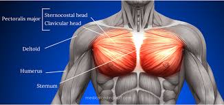 Pectoral muscle pain