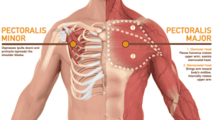 pectoral muscles