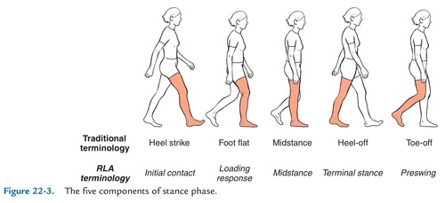 Gait cycle