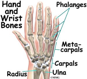 Hand and wrist bones