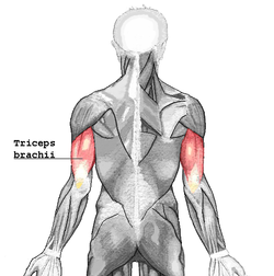 How to relieve sore triceps