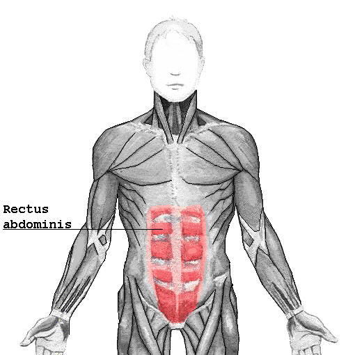Anatomy of rectus abdominis muscle 