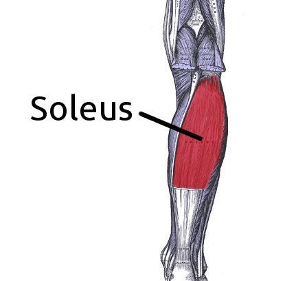 Soleus Muscle Pain  PrimeCare Physiotherapy