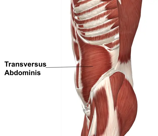 Transverse abdominis muscle