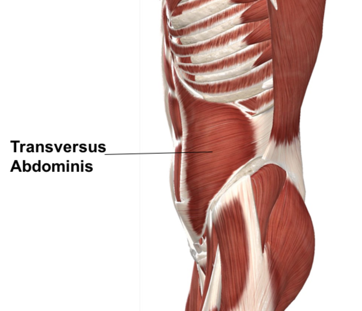 How To Properly Engage Your Transverse Abdominis Muscle