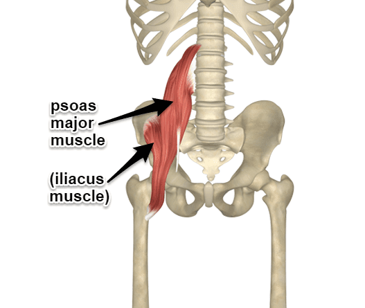 Iliopsoas Muscle Origin And Insertion Archives Samarpan Physiotherapy
