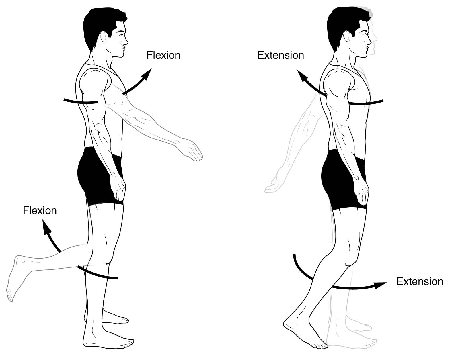 What is the difference between flexion and extension? - Samarpan Physio