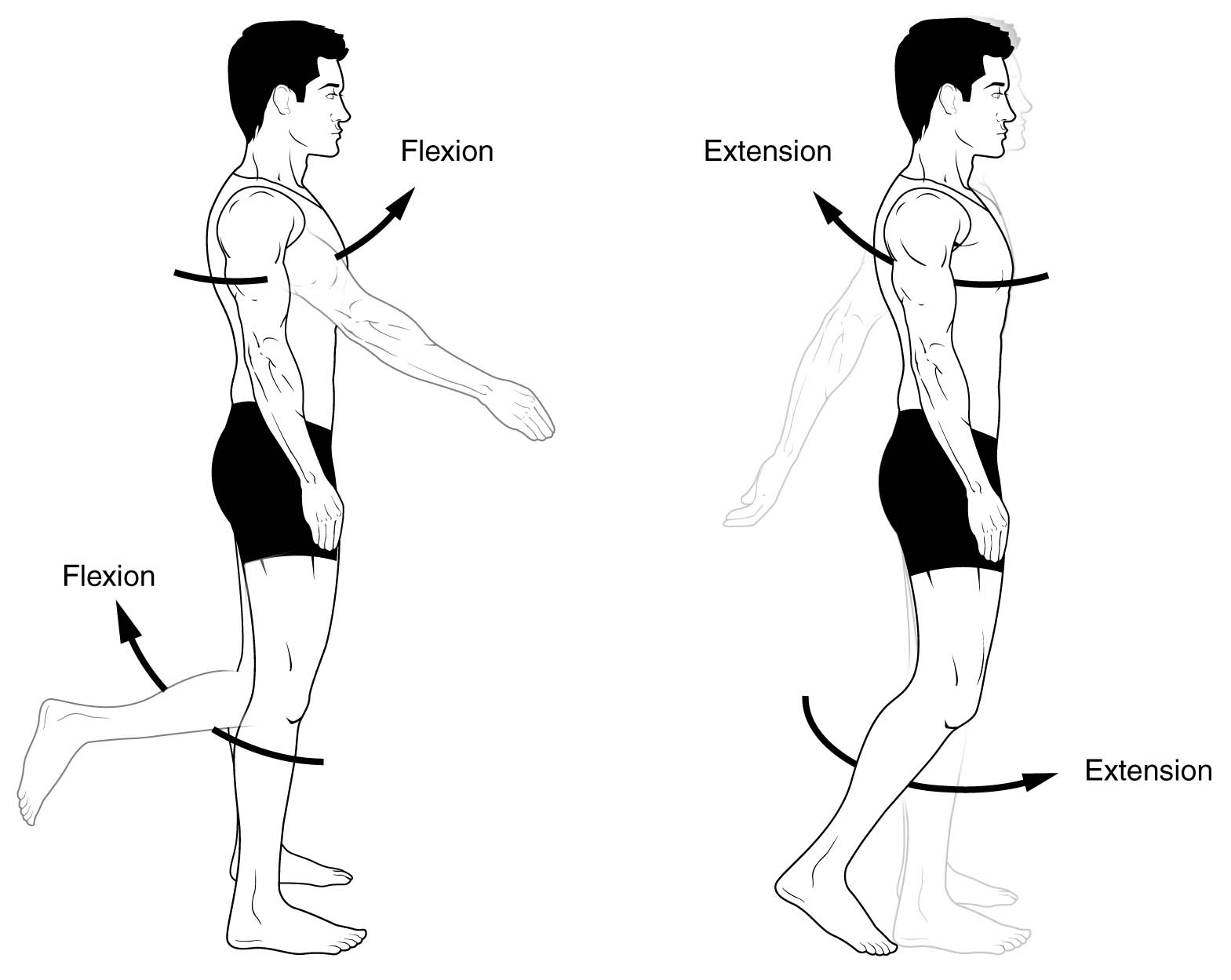 What is the difference between flexion and extension? - Samarpan