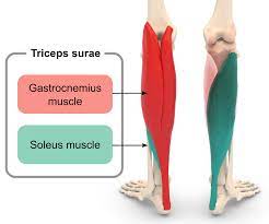 Anterior Tibial Artery - Anatomy, Course, Branches, Function