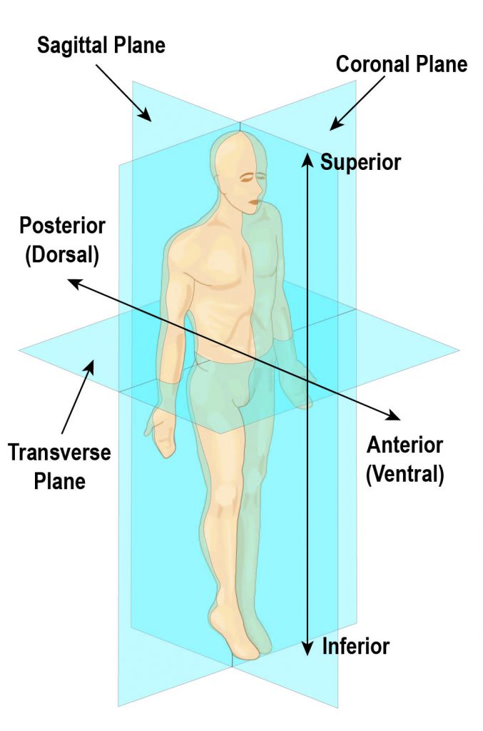 What is the difference between flexion and extension? - Samarpan Physio