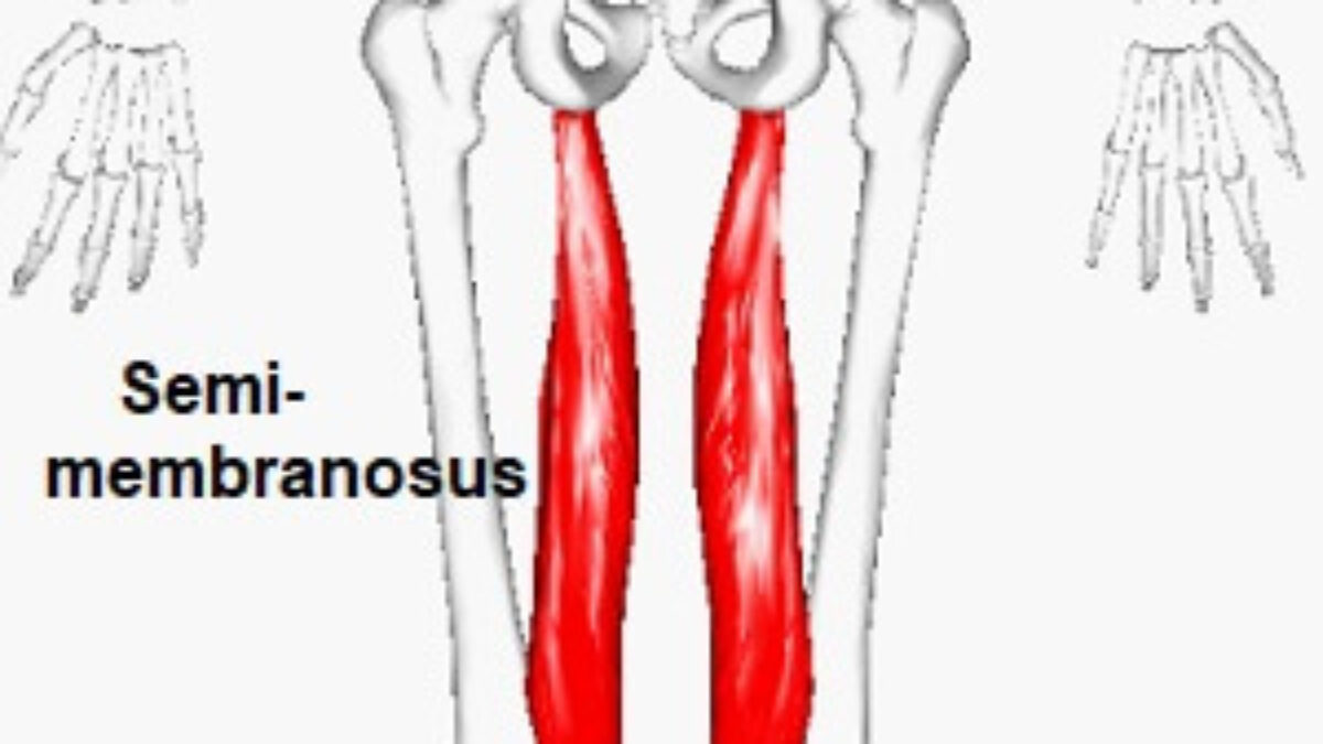 semimembranosus stretch