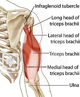 triceps muscle