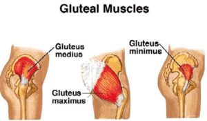 Gluteus maximus: Origin, insertion, innervation, function
