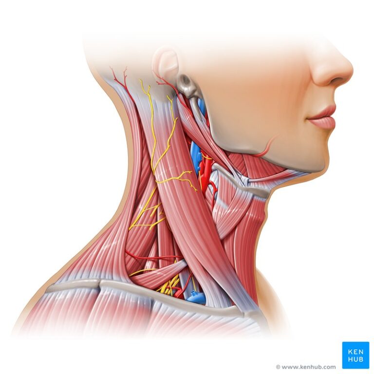 Neck_muscles