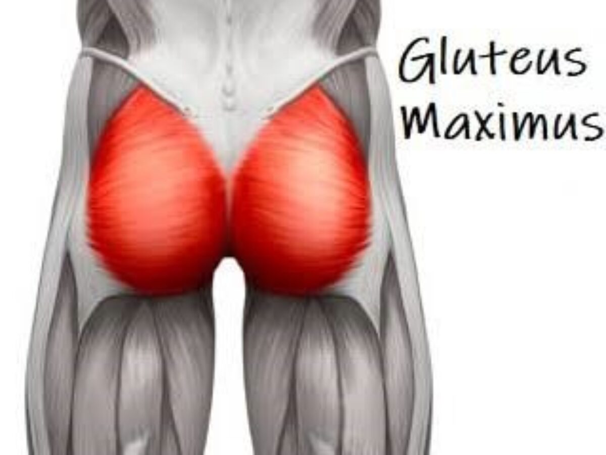 Gluteus maximus muscle: Anatomy, Origin, Insertion, Function