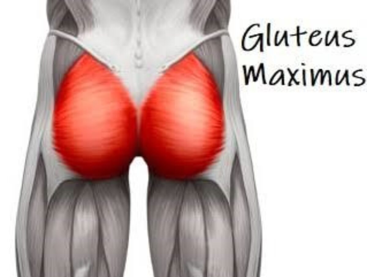 Gluteus maximus muscle Anatomy, Origin, Insertion, Function ...