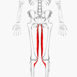 Gracilis muscle pain - Cause, Symptoms, Treatment, Exercise