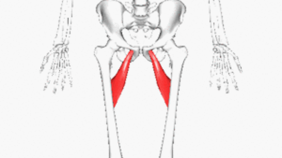 Adductor brevis muscle pain Cause, Symptoms, Treatment