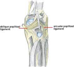 Arcuate popliteal ligament