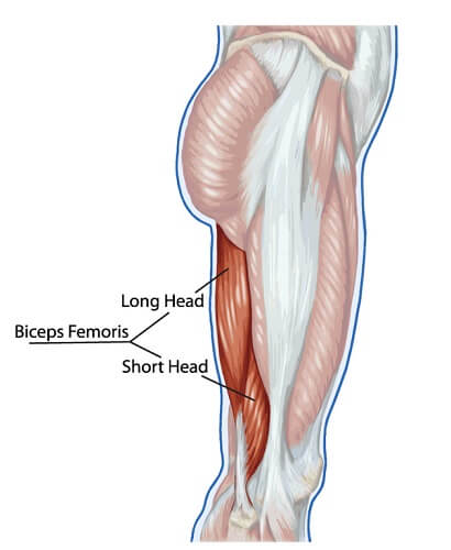 Biceps femoris