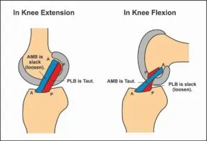 Spatial Orientation of Anterior cruciate ligament