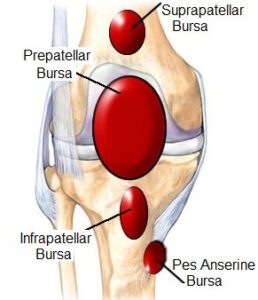 Bursae of the knee joint