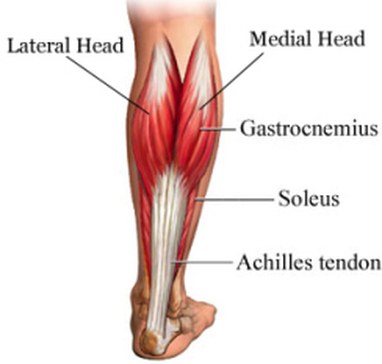 Gastrocnemius