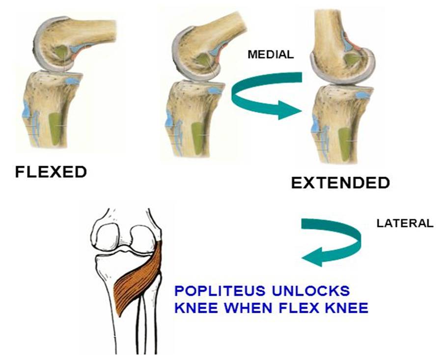 lock-the-knees-meaning-at-christine-carlisle-blog